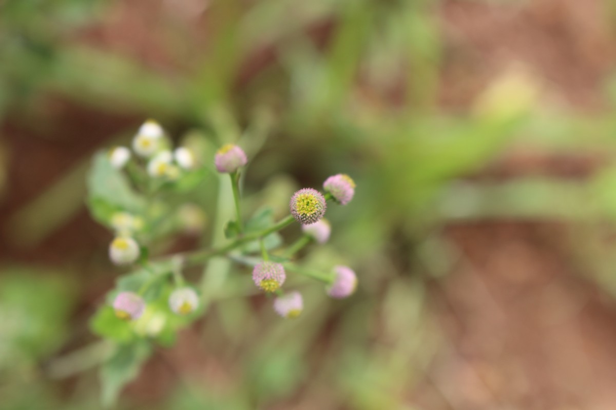 Dichrocephala integrifolia (L.f.) Kuntze